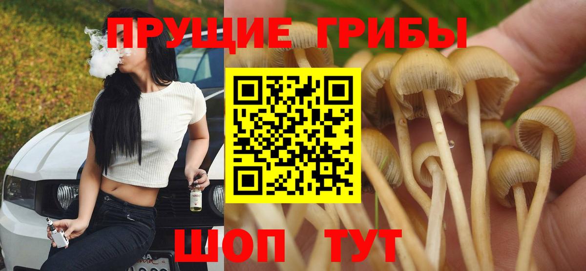Карабулак  Галлюциногенные грибы ЛСД  Вход с VPN  Псилоцибиновые грибы Psilocybe 